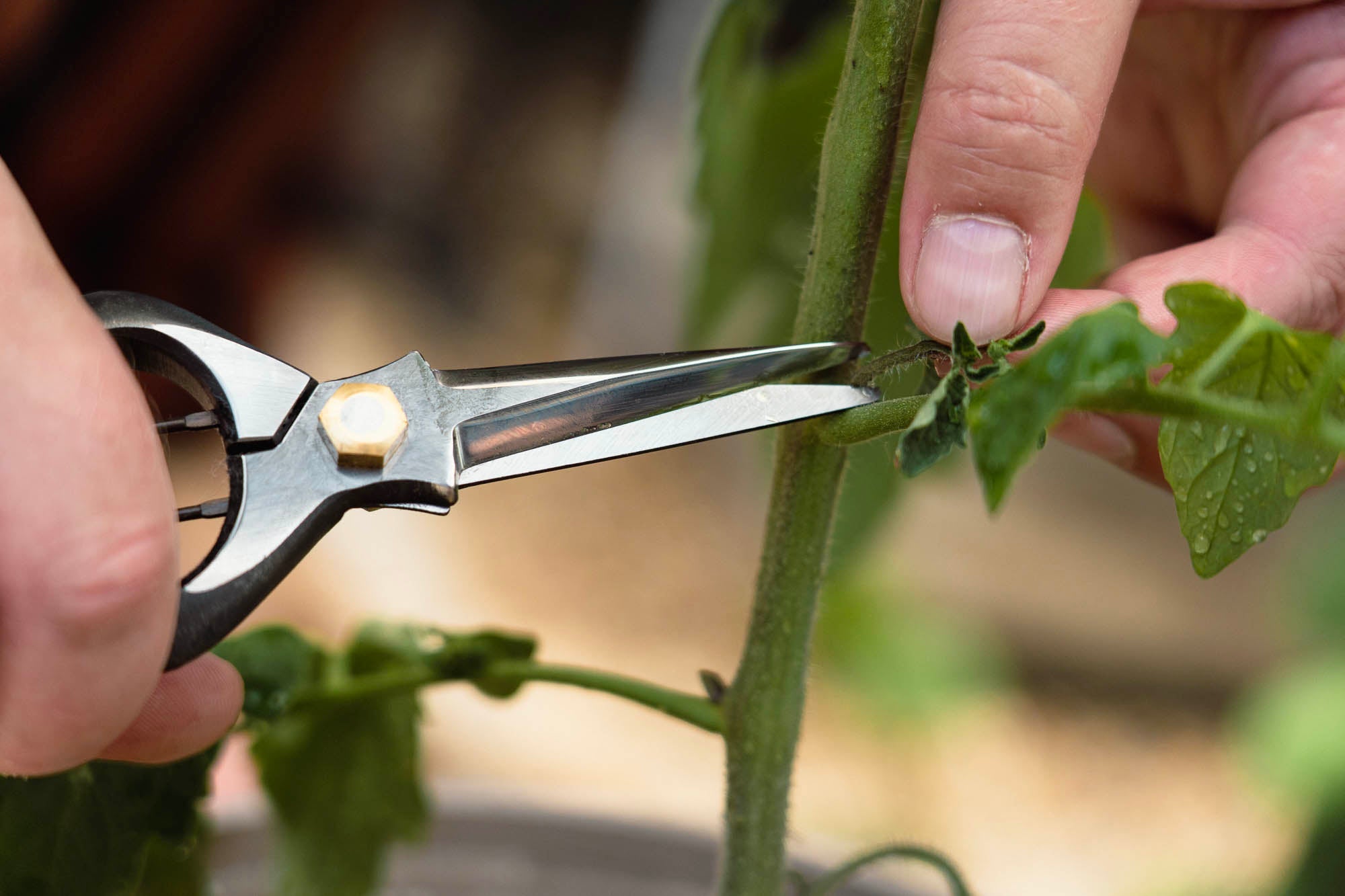 Chikamasa Herb Snips