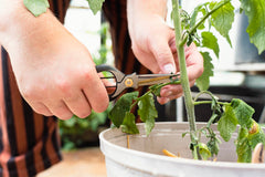 Chikamasa Herb Snips